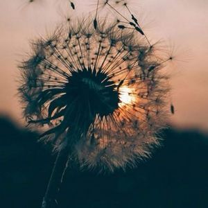 Meet your Posher, Lillianna